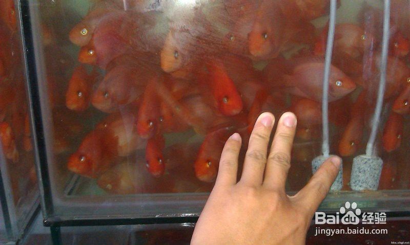 喂龍魚的活飼料魚怎么處理干凈