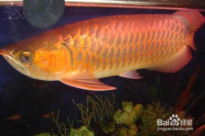 金龍魚不吃什么魚：金龍魚不吃東西怎么辦