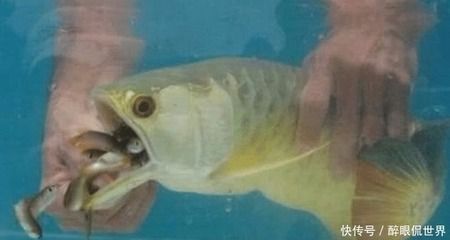 金龍魚不吃什么魚：金龍魚不吃東西怎么辦