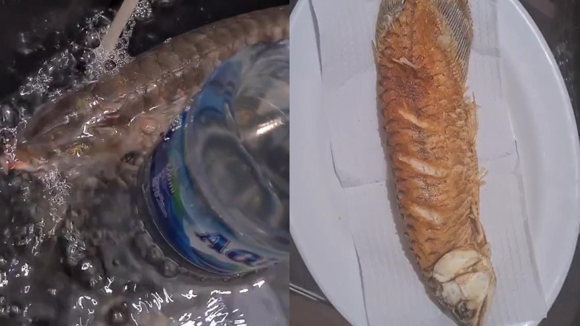 如何調節金底過背金龍魚的水質？