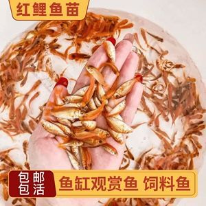 喂龍魚的活飼料魚怎么處理：處理龍魚飼料魚的步驟包括：活飼料魚的選擇技巧指南