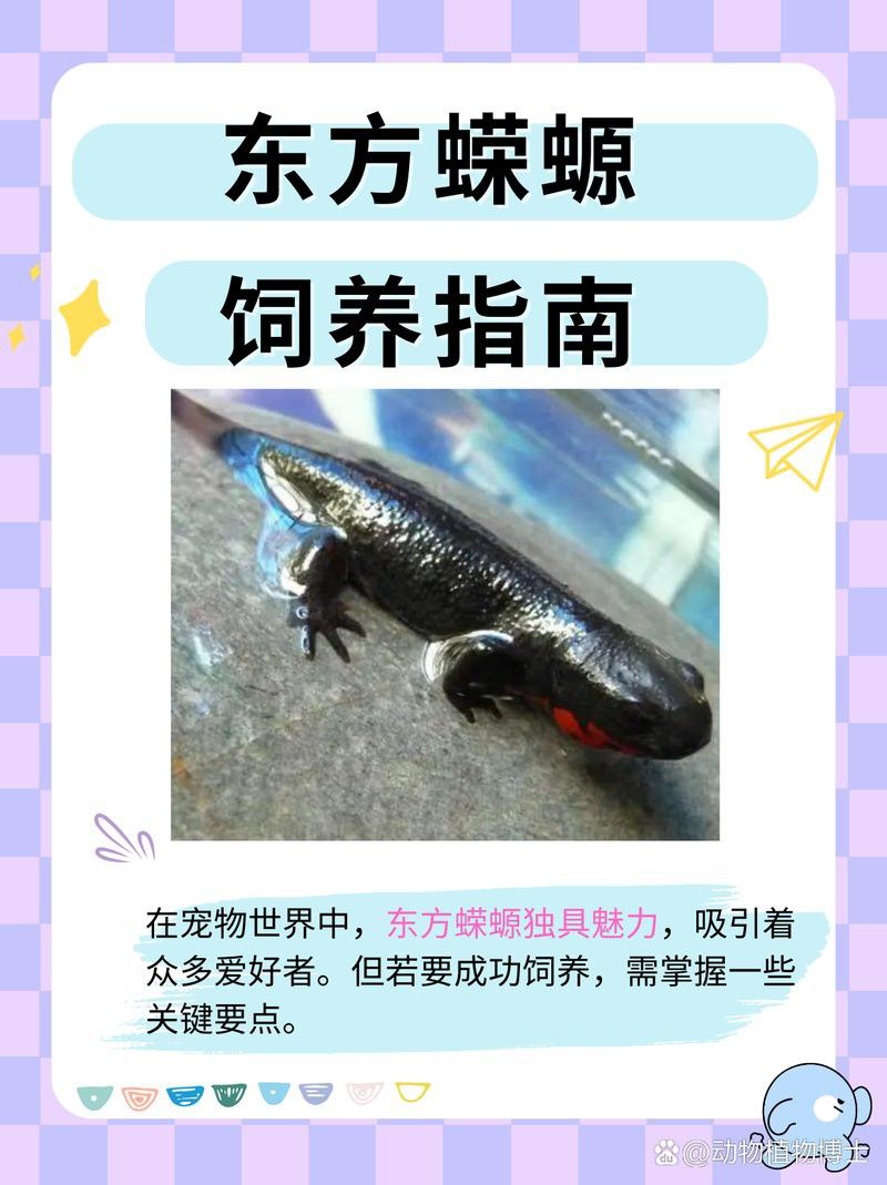 如何預(yù)防小火龍蠑螈疾病？