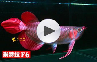 金龍魚血龍魚：金龍魚和血龍魚是兩種不同的觀賞魚，它們在外觀和原產地上有明顯的區別