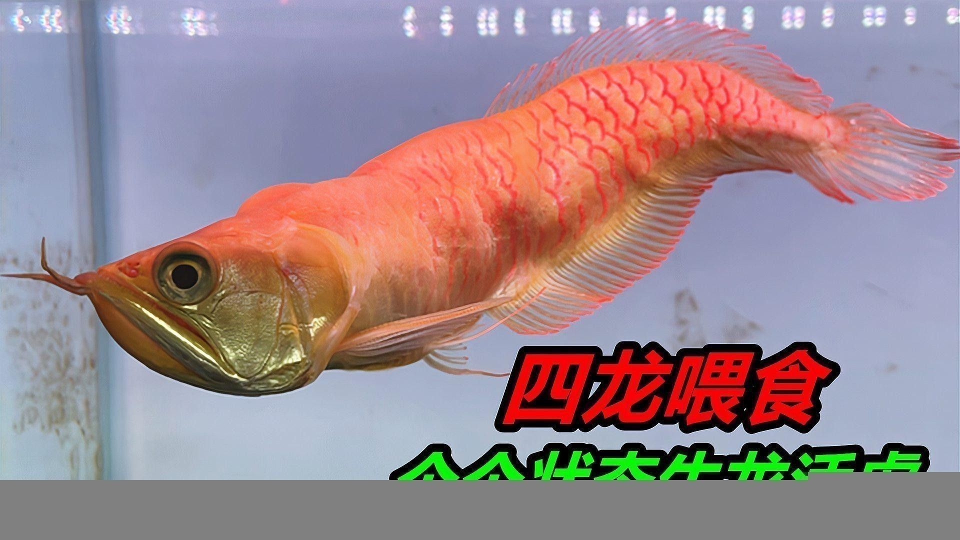 有哪些食物可以促進(jìn)龍魚(yú)恢復(fù)食欲？ 有哪些食物可以促進(jìn)龍魚(yú)恢復(fù)食欲？ 龍魚(yú)百科