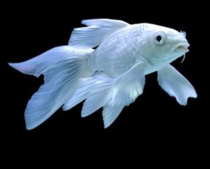 蝴蝶錦鯉和金龍魚最好不要混養，它們的生活習性和需求不同：蝴蝶錦鯉和金龍魚可以混養嗎