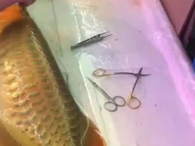 龍魚做完掉眼手術還是掉眼皮：龍魚掉眼手術后如何護理