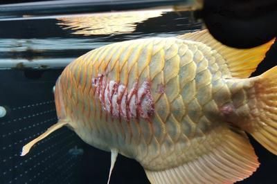 龍魚(yú)做完掉眼手術(shù)還是掉眼皮：龍魚(yú)掉眼手術(shù)后如何護(hù)理