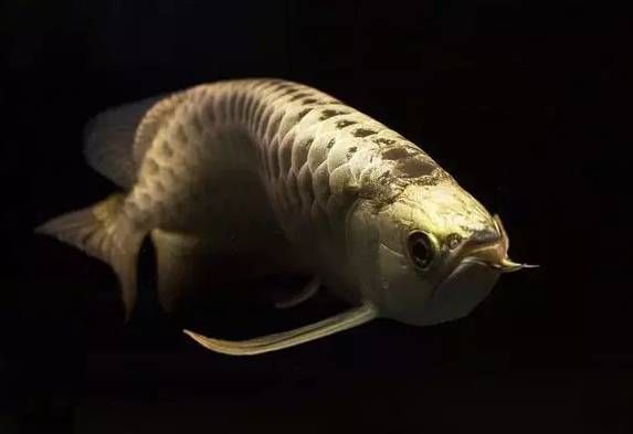 世界上的龍魚有多少種，亞洲龍魚的養殖技巧，美洲龍魚的選購指南,