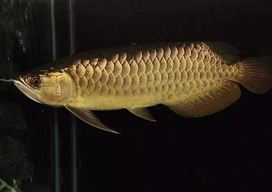 世界上的龍魚有多少種，亞洲龍魚的養殖技巧，美洲龍魚的選購指南,