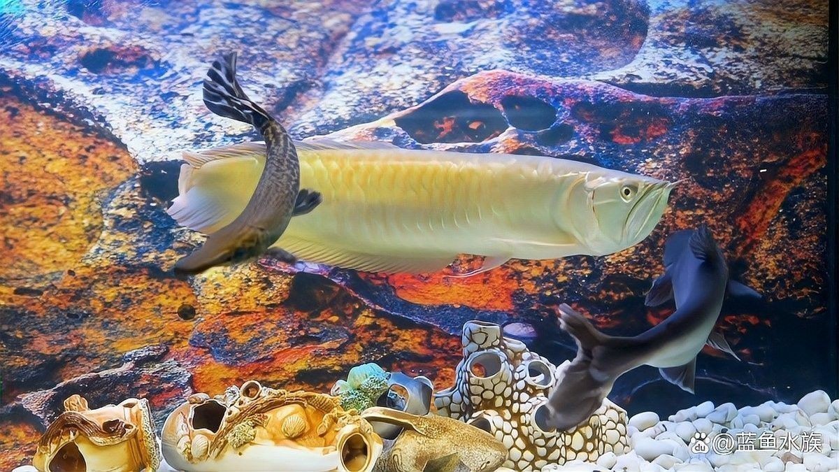 龍魚多久驅一次蟲？ 龍魚多久驅一次蟲？ 龍魚百科 第5張