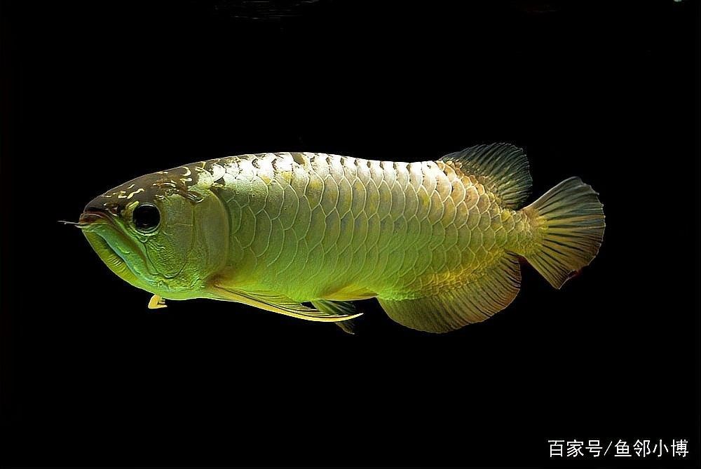 龍魚多久驅一次蟲？ 龍魚多久驅一次蟲？ 龍魚百科 第2張