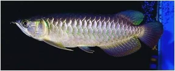 二十公分龍魚吃多少：二十公分龍魚吃多少，龍魚的食量取決于多種因素的因素