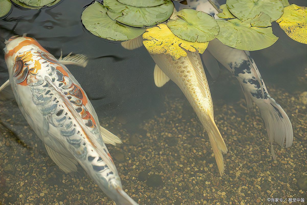 金龍魚偶爾張大嘴