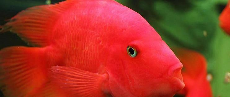 給我一些紅色魚類的養殖知識