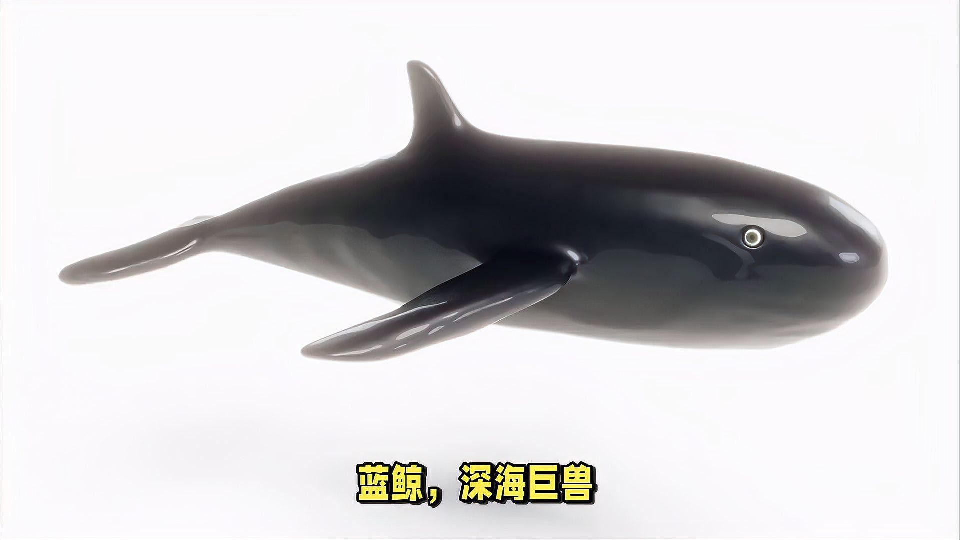 藍(lán)鯨的聲吶系統(tǒng)如何工作？