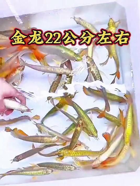 印尼十大龍魚品牌