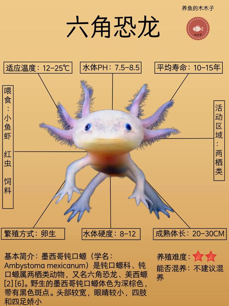 六角恐龍魚長什么樣圖片