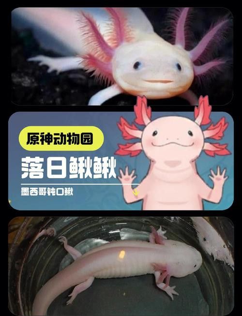 六角恐龍魚長什么樣圖片