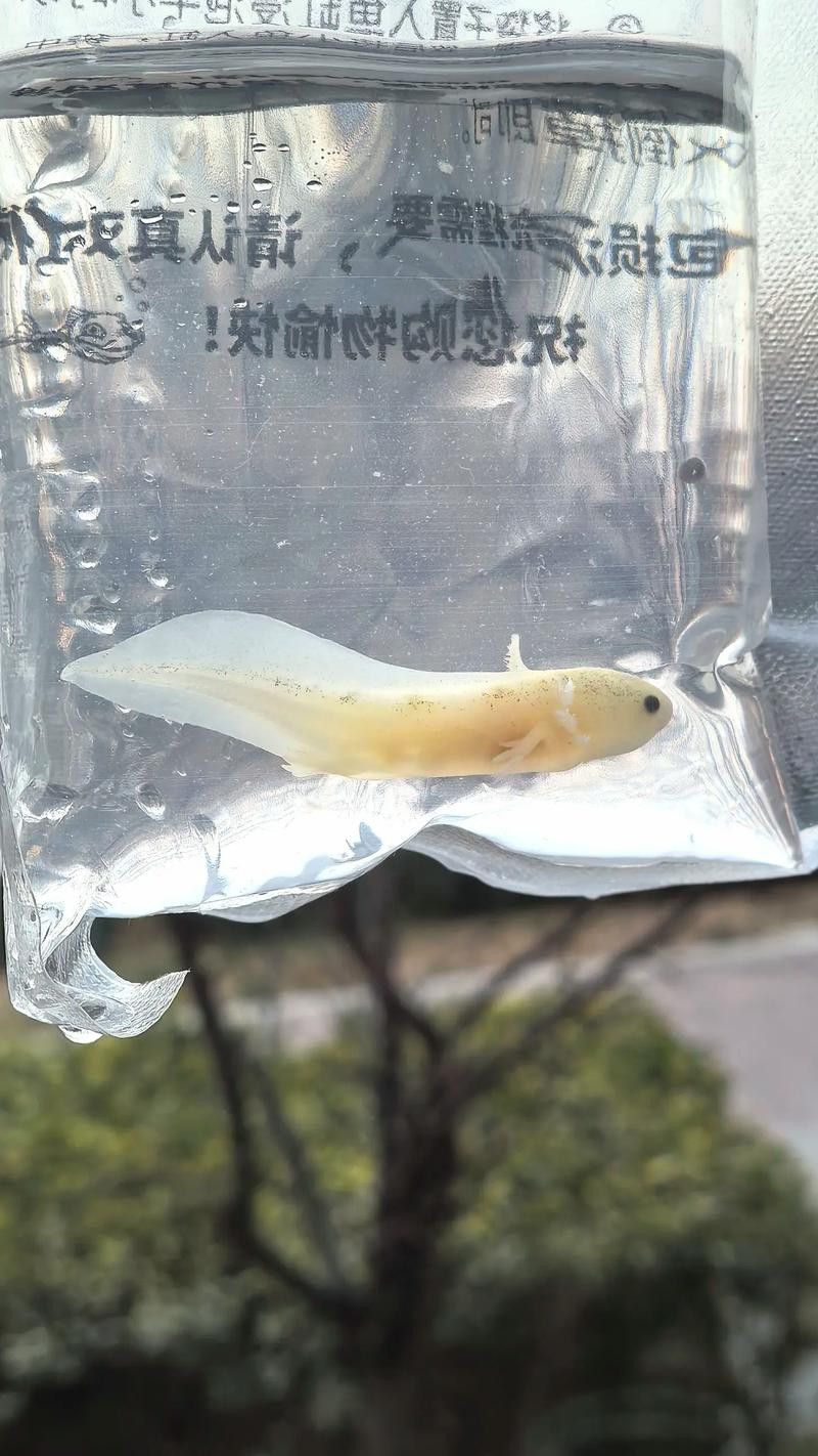 六角恐龍魚長什么樣圖片