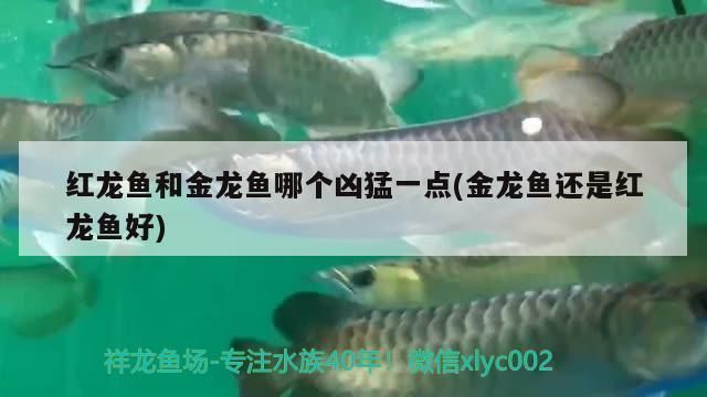 紅龍魚和金龍魚哪個兇猛些，如何辨別紅龍魚和金龍魚的價格差異