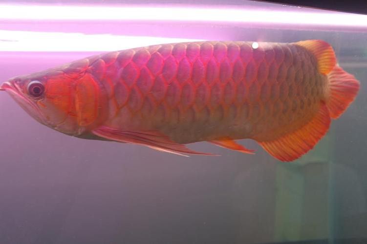 紅尾龍魚價格多少一條魚