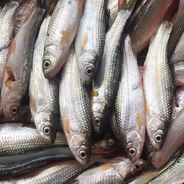 紅尾龍魚價格多少一條魚