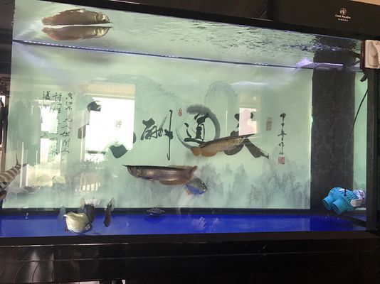 和龍魚混養的底層魚，幾種適合與龍魚混養的底層魚