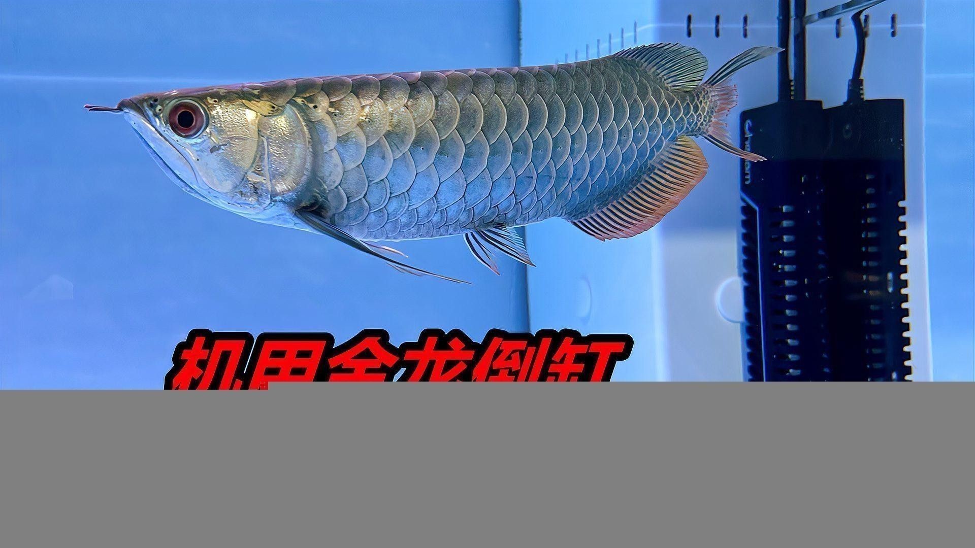 家里養金龍魚好還是銀龍魚好