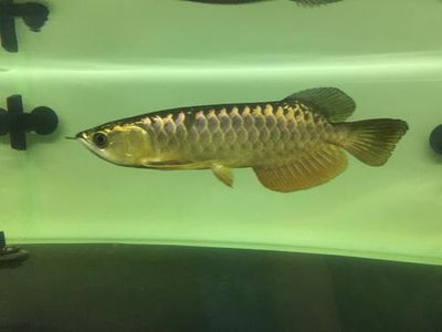 高背龍魚和過背龍魚的區別是什么