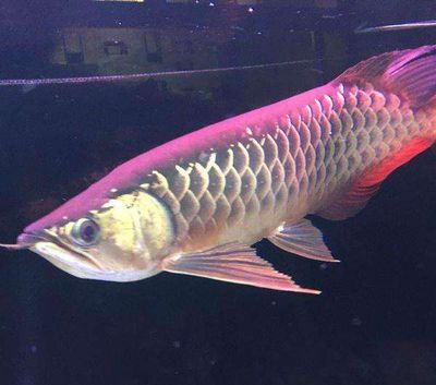 高背龍魚和過背龍魚的區別是什么