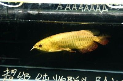金頭過背金龍魚怎么養(yǎng)活的：金頭過背金龍魚是一種美麗的觀賞魚
