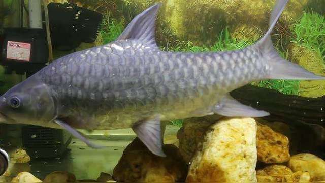 馬來(lái)西亞10大淡水魚