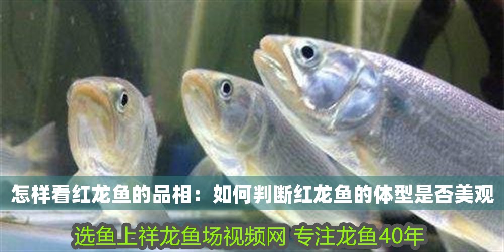 怎樣看紅龍魚的品相：如何判斷紅龍魚的體型是否美觀
