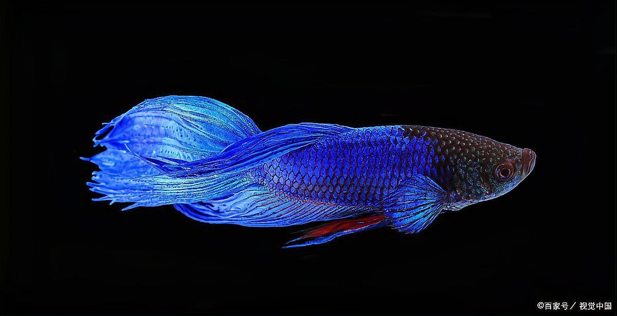 藍曼龍魚繁殖期間需要多長時間？