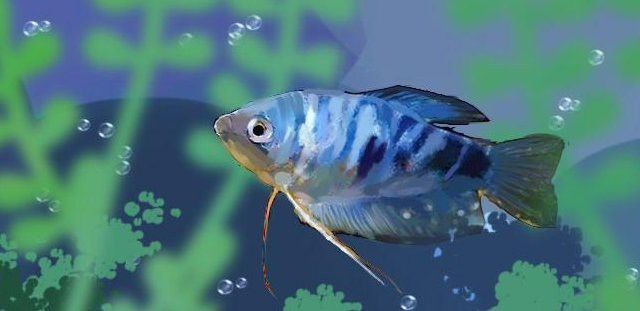 藍曼龍魚繁殖期間需要多長時間？