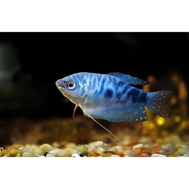 藍曼龍魚繁殖期間需要多長時間？