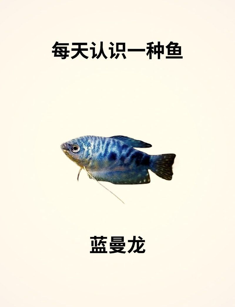 藍曼龍魚繁殖期間需要多長時間？