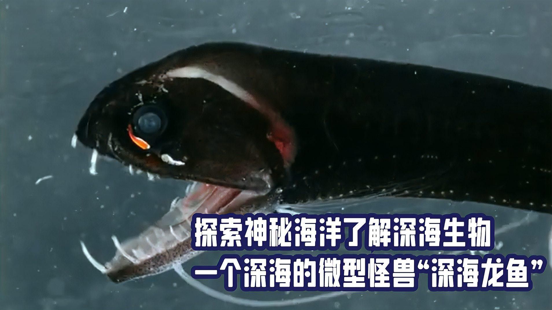 海底黑色龍魚