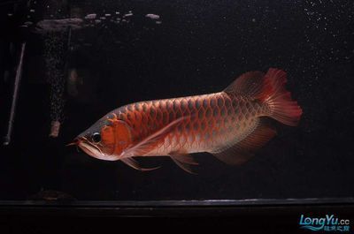 紅龍魚長到40公分要多久【紅龍魚長到40公分所需時間】