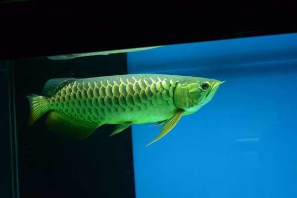 龍魚撞缸撞死了還能活嗎