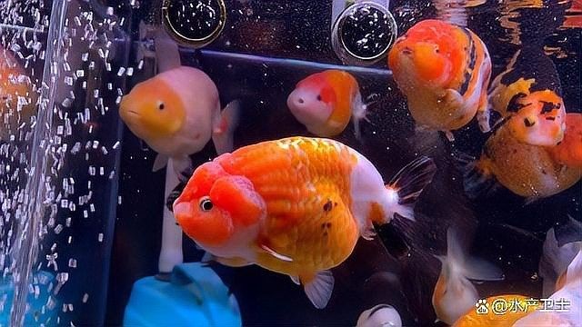 龍魚撞缸撞死了還能活嗎