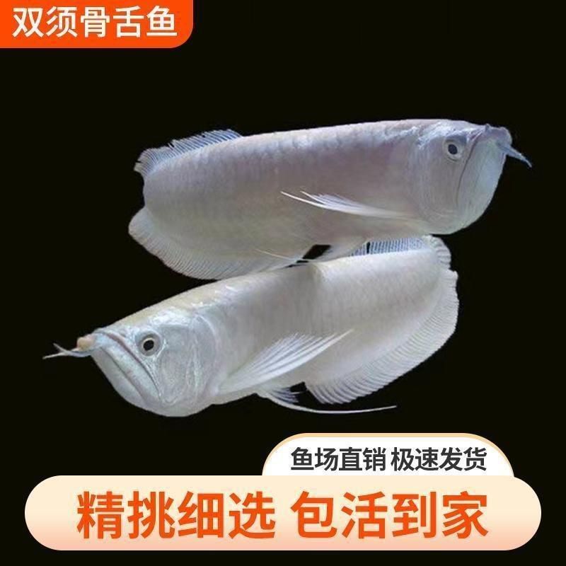 黃化銀龍魚不吃食（黃化銀龍魚不吃食的一些原因及其解決方法）