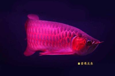 買紅龍魚品牌重要嗎：買紅龍魚品牌重要嗎？