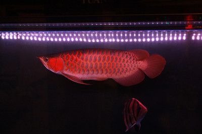 紅金龍魚什么品種最好養（紅金龍魚的品種、飼養方法及挑選方法及挑選方法及挑選方法）