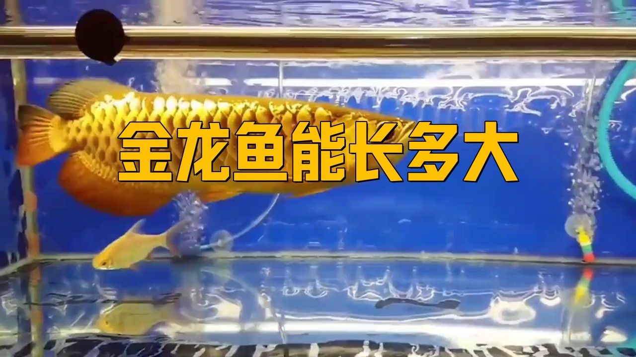 金龍魚能養到多大的魚