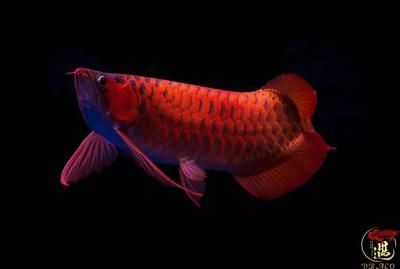 龍魚 兜嘴：龍魚兜嘴也稱之為“厚道”，是一種影響龍魚美觀的現(xiàn)象