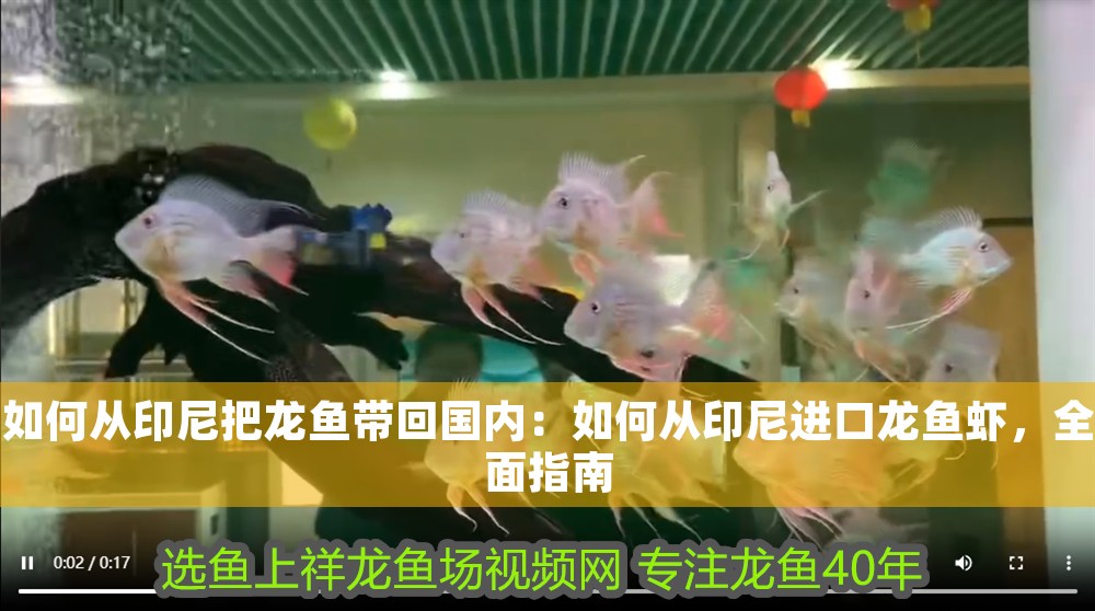 如何從印尼把龍魚帶回國內(nèi)：如何從印尼進(jìn)口龍魚蝦，全面指南