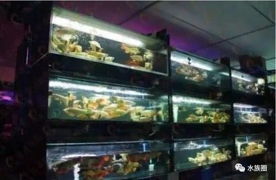 龍魚空運多少錢一條合適：觀賞魚空運價格對比龍魚空運價格對比龍魚空運價格對比