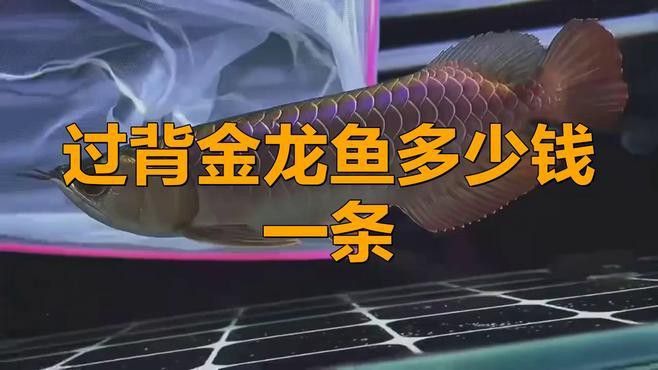 成色好的金龍魚多少錢