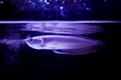 成年銀龍魚是多少公分的魚（銀龍魚一個月能長多少厘米銀龍魚一年能長多少厘米）